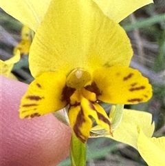 Diuris nigromontana at Aranda, ACT - suppressed