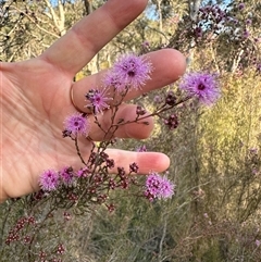 Kunzea parvifolia at Aranda, ACT - 12 Oct 2024 05:31 PM