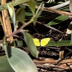 Eurema smilax (Small Grass-yellow) at Murrumbateman, NSW - 12 Oct 2024 by SimoneC