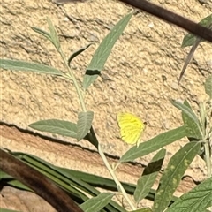 Eurema smilax at Murrumbateman, NSW - 12 Oct 2024 03:39 PM