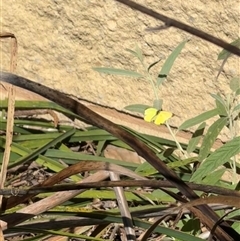 Eurema smilax at Murrumbateman, NSW - 12 Oct 2024 03:39 PM