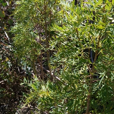 Polyscias sambucifolia subsp. Short leaflets (V.Stajsic 196) Vic. Herbarium (Elderberry Panax, Ornamental Ash, Elderberry Ash) at Rendezvous Creek, ACT - 12 Oct 2024 by jeremyahagan