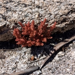 Crassula sieberiana (Austral Stonecrop) at Rendezvous Creek, ACT - 12 Oct 2024 by jeremyahagan