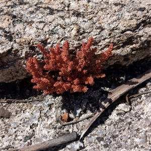 Crassula sieberiana at Rendezvous Creek, ACT - 12 Oct 2024 11:42 AM