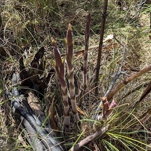 Veronica derwentiana at Rendezvous Creek, ACT - 12 Oct 2024