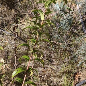 Veronica derwentiana at Rendezvous Creek, ACT - 12 Oct 2024