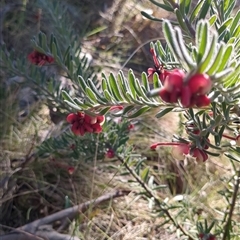 Grevillea lanigera (Woolly Grevillea) at Rendezvous Creek, ACT - 12 Oct 2024 by jeremyahagan