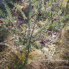 Grevillea lanigera at Rendezvous Creek, ACT - 12 Oct 2024