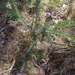 Grevillea lanigera at Rendezvous Creek, ACT - 12 Oct 2024 09:00 AM