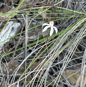 Caladenia moschata at Cook, ACT - 12 Oct 2024