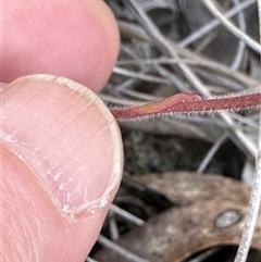 Caladenia moschata at Cook, ACT - 12 Oct 2024