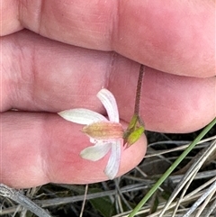 Caladenia moschata at Cook, ACT - 12 Oct 2024