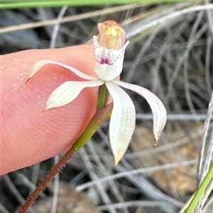 Caladenia moschata at Cook, ACT - 12 Oct 2024