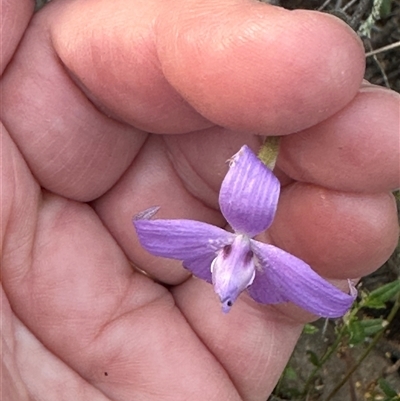 Glossodia major (Wax Lip Orchid) - 1 Jan 1900 by lbradley