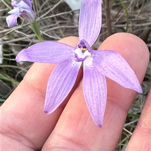 Glossodia major at Cook, ACT - 12 Oct 2024