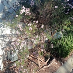 Leptospermum (genus) at Bentleigh East, VIC - 12 Oct 2024 06:27 PM