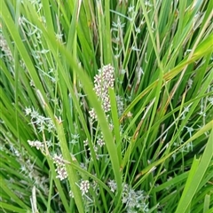 Unverified Plant at Ghan, NT - 12 Oct 2024 by Brouhaha