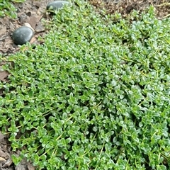 Unverified Plant at Ghan, NT - 11 Oct 2024 by Brouhaha