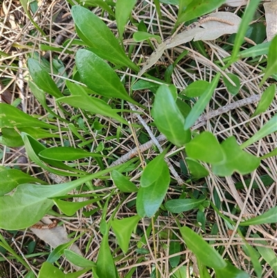 Goodenia radicans (Shiny Swamp-mat) at Surfside, NSW - 12 Oct 2024 by LyndalT