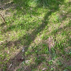 Goodenia radicans at Surfside, NSW - 12 Oct 2024 03:38 PM