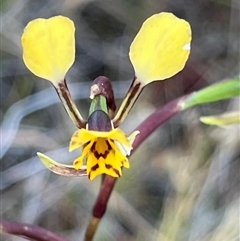 Diuris pardina (Leopard Doubletail) at Campbell, ACT - 12 Oct 2024 by Clarel