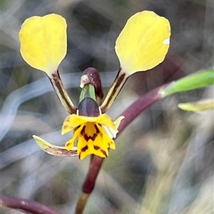 Diuris pardina at Campbell, ACT - suppressed