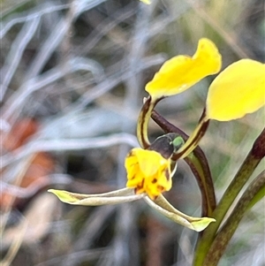 Diuris pardina at Campbell, ACT - suppressed