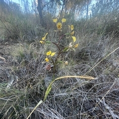 Diuris pardina at Campbell, ACT - suppressed