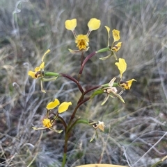 Diuris pardina at Campbell, ACT - suppressed