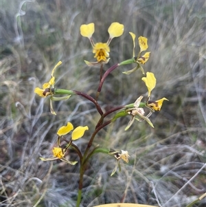 Diuris pardina at Campbell, ACT - suppressed