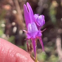 Linaria pelisseriana (Pelisser's Toadflax) at Campbell, ACT - 12 Oct 2024 by Clarel