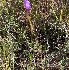 Linaria pelisseriana at Campbell, ACT - 12 Oct 2024 04:42 PM