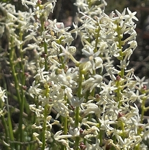 Stackhousia monogyna at Campbell, ACT - 12 Oct 2024 04:40 PM