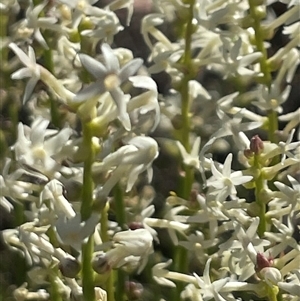 Stackhousia monogyna at Campbell, ACT - 12 Oct 2024 04:40 PM