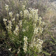 Stackhousia monogyna at Campbell, ACT - 12 Oct 2024 04:40 PM