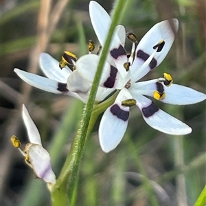 Wurmbea dioica subsp. dioica at Campbell, ACT - 12 Oct 2024 04:36 PM