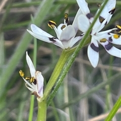 Wurmbea dioica subsp. dioica at Campbell, ACT - 12 Oct 2024 04:36 PM