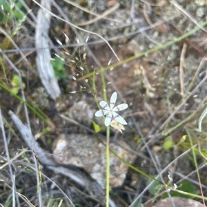 Wurmbea dioica subsp. dioica at Campbell, ACT - 12 Oct 2024 04:36 PM