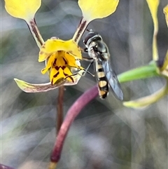 Syrphini (tribe) (Unidentified syrphine hover fly) at Campbell, ACT - 12 Oct 2024 by Clarel