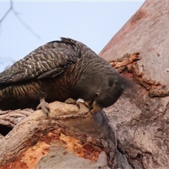 Callocephalon fimbriatum (Gang-gang Cockatoo) at Aranda, ACT - 12 Oct 2024 by lbradley