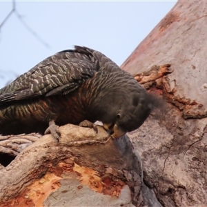 Callocephalon fimbriatum at Aranda, ACT - 12 Oct 2024