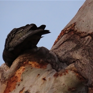 Callocephalon fimbriatum at Aranda, ACT - 12 Oct 2024