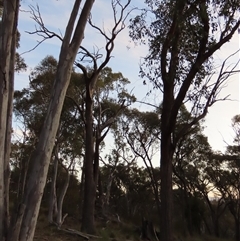 Callocephalon fimbriatum (Gang-gang Cockatoo) at Aranda, ACT - 12 Oct 2024 by lbradley