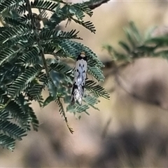 Philobota lysizona (A concealer moth) at Bungendore, NSW - 12 Oct 2024 by clarehoneydove