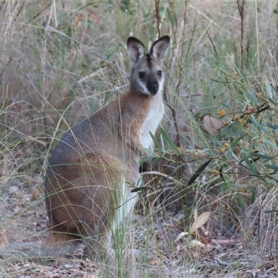 Notamacropus rufogriseus (Red-necked Wallaby) at Aranda, ACT - 12 Oct 2024 by lbradley