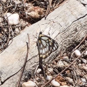 Belenois java at Bungendore, NSW - suppressed