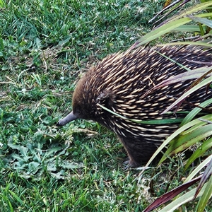 Tachyglossus aculeatus at Braidwood, NSW - 12 Oct 2024 05:55 PM