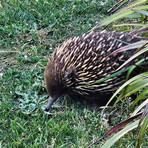 Tachyglossus aculeatus at Braidwood, NSW - 12 Oct 2024 05:55 PM