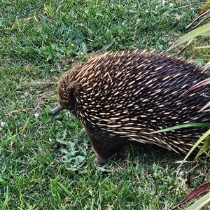 Tachyglossus aculeatus at Braidwood, NSW - 12 Oct 2024 05:55 PM