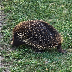 Tachyglossus aculeatus at Braidwood, NSW - 12 Oct 2024 05:55 PM